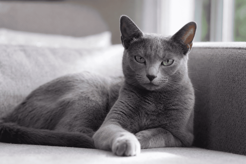 Gato azul ruso relajado tumbado en un sofá gris con luz natural