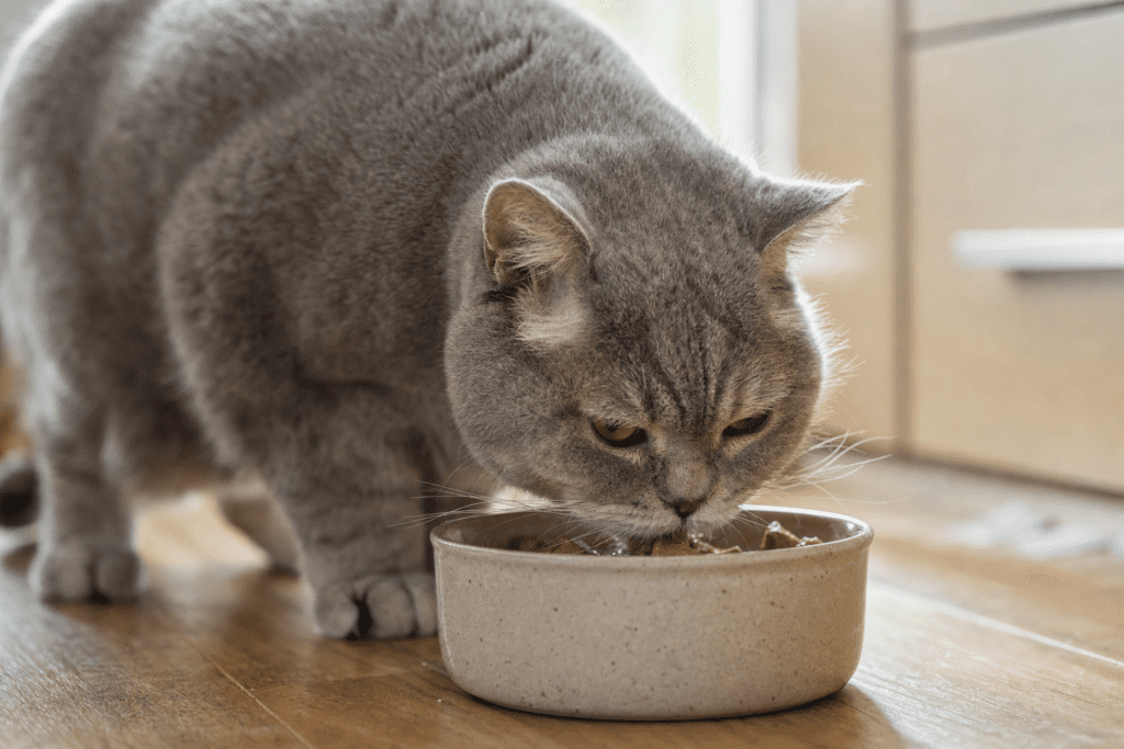 Gato senior de pelo gris comiendo pienso de un cuenco cerámico en una cocina luminosa
