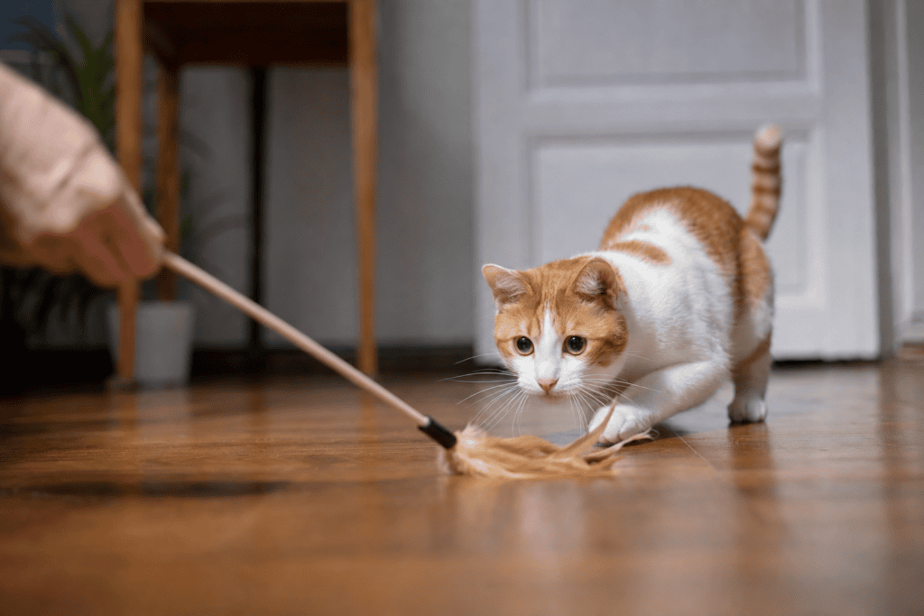 Gato blanco y naranja jugando concentrado con un juguete casero de pluma atado a una cuerda sobre el suelo de madera