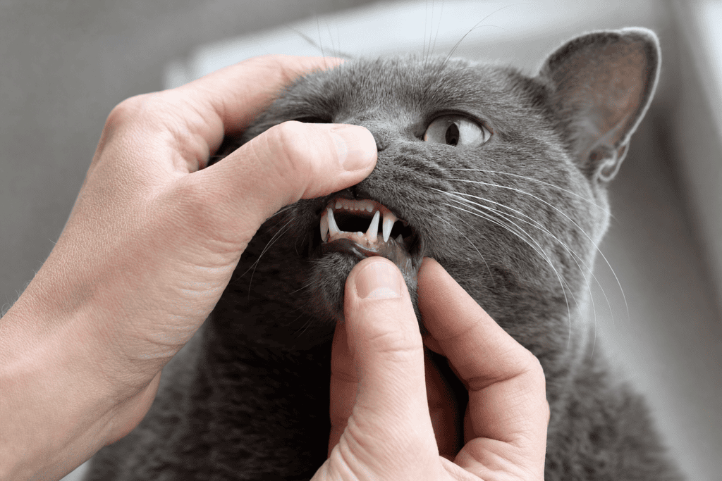 Primer plano de un gato gris de pelo corto siendo examinado en la boca por unas manos humanas para revisar sus dientes