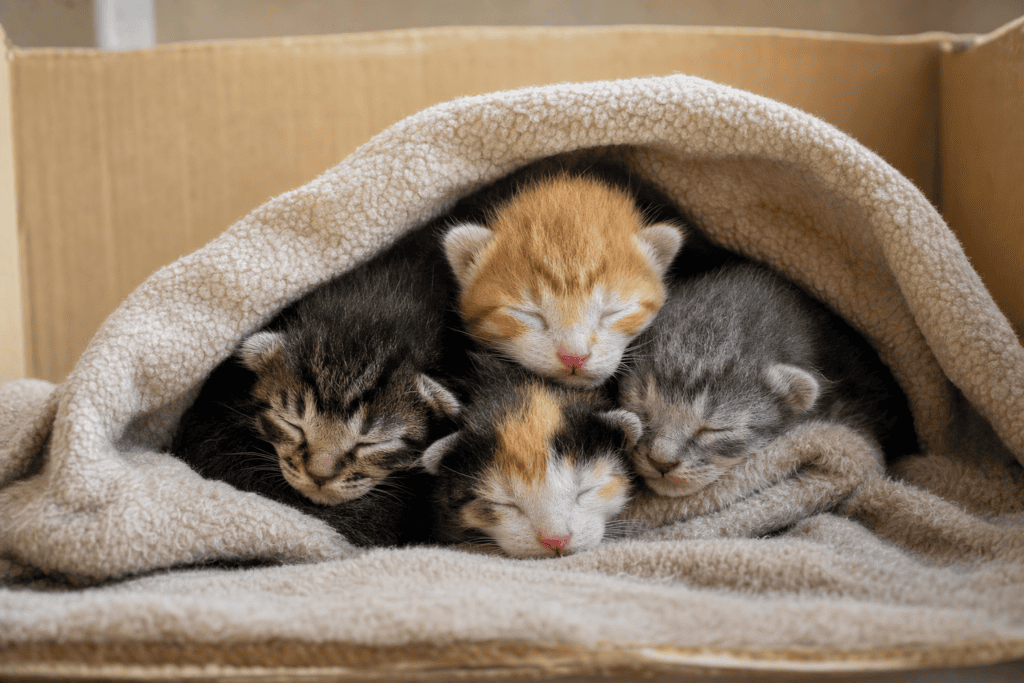 Camada de gatitos recien nacidos con los ojos cerrados acurrucados bajo una manta en una caja