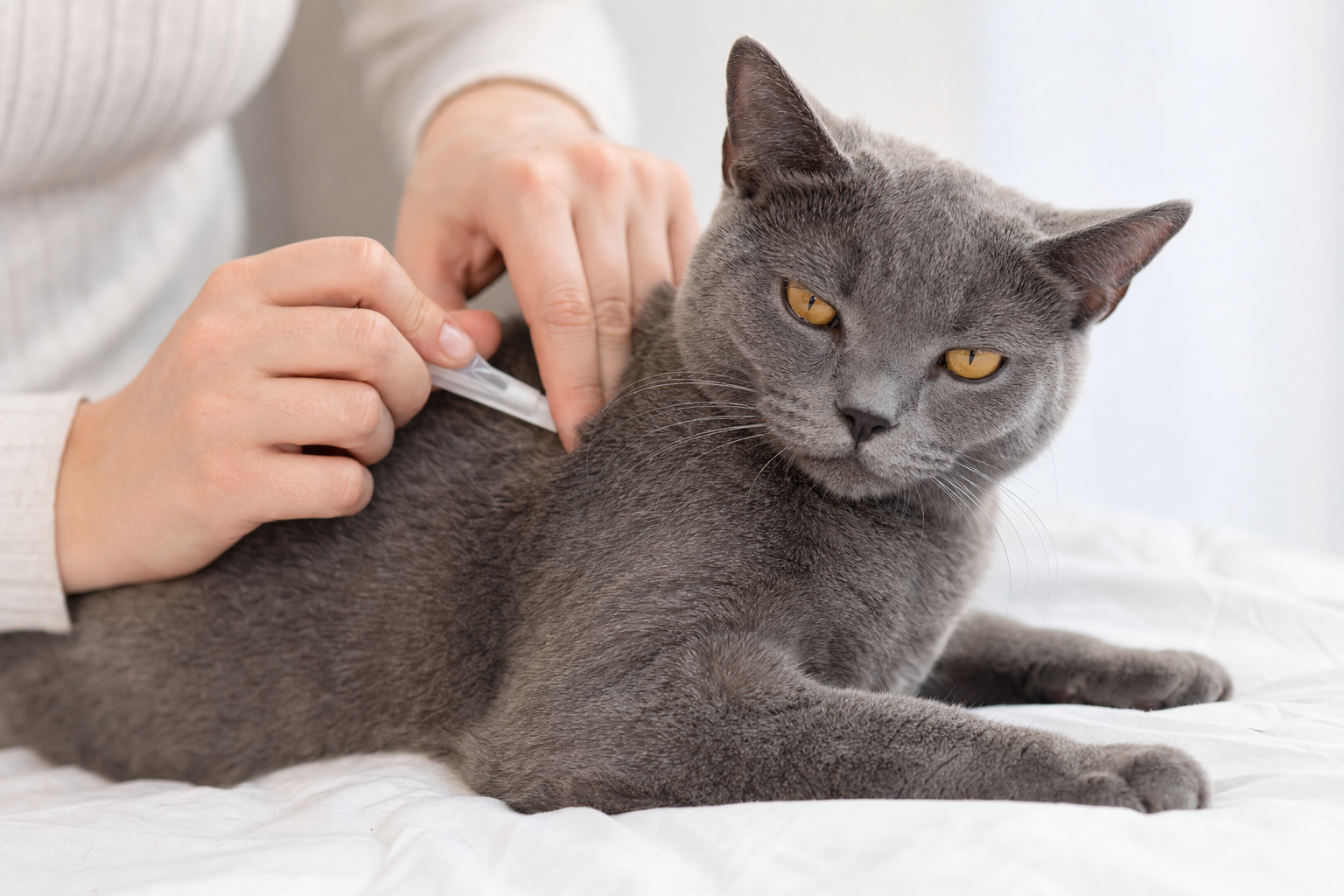 Gato gris de pelo corto tumbado sobre una colcha blanca mientras una persona aplica una pipeta antipulgas en su cuello